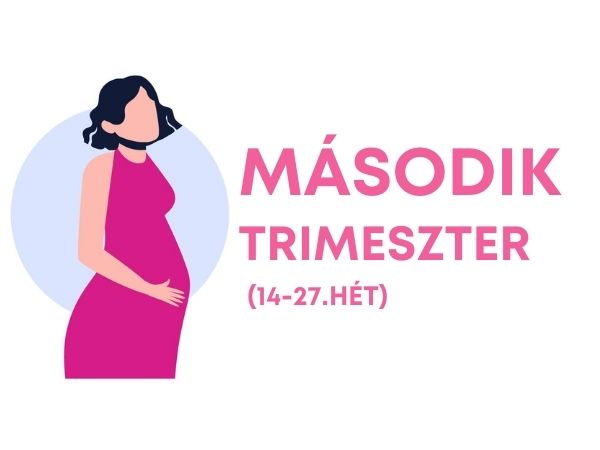 Második trimeszter hétről hétre